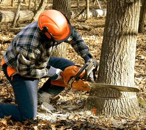 Tree Removal in Vienna, SD
